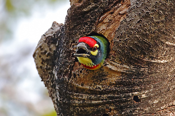 포토 JPG 해외이미지 나무 동물 여자 남자 아시아 얼굴 야생동물 백그라운드 날개 자연 조류 사람없음 야외 목재 가로 초록색 컬러풀 머리 환경 나뭇가지 막대기 닫기 숲 깃털 꼬리 부리 서식지 생태학 이국적 해외202004 해외포토 식물 교육 나라 컬러 재료 모션 사람 신체부위 생태계 파일형식 이미지허브