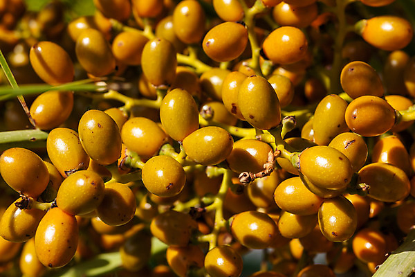 포토 JPG 해외이미지 나무 식물 음식 백그라운드 잎 농업 오렌지 과일 자연 건강 손바닥 사람없음 야외 여름 노란색 사막 나뭇가지 신선 만 원형 날짜 달콤 맛 다발 날것 몬테네그로 바레인 발칸반도 밭일 봉황 이국적 해외202004 해외포토 도형 손 계절 산업 컬러 컨셉 중동 생태계 파일형식 이미지허브