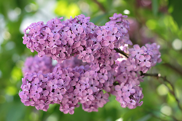 포토 JPG 해외이미지 나무 식물 꽃잎 꽃 줄기 백그라운드 꽃무늬 패턴 자연 실내 사람없음 가로 정원 보라색 봄 젖음 벚꽃 선택 5월 다발 원예 향기 냄새 슛 라일락 불쾌함 전경 해외202004 해외포토 계절 감정 컬러 컨셉 무늬 풍경 취미 내부 날짜 생태계 파일형식 탑뷰 이미지허브