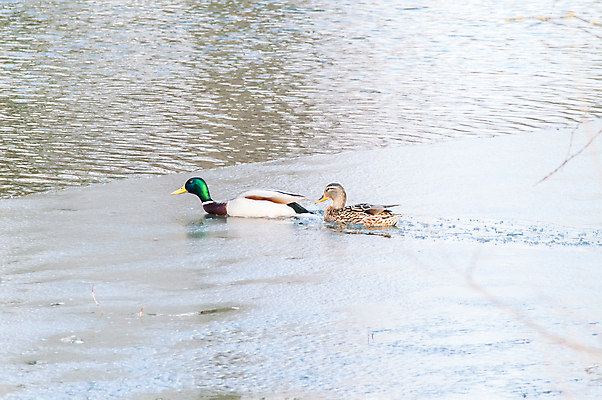 포토 JPG 해외이미지 동물 남자 물결 야생동물 백그라운드 날개 자연 조류 아침 오리 사람없음 야외 초록색 물 여름 파란색 빛 반려동물 강 농장 반사 평화 봄 거울 흰색 시골 연못 그룹 깃털 사냥 엽서 솜털 물새 청둥오리 내추럴 해외202004 해외포토 주간 자연요소 계절 컬러 컨셉 농업 사람 편지 생태계 파일형식 이미지허브