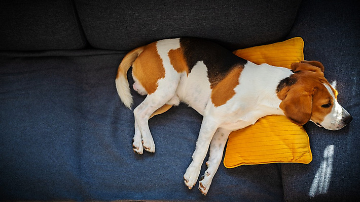 포토 JPG 해외이미지 동물 응시 가구 백그라운드 컨셉 베개 휴식 실내 종류 앉기 사람없음 내부 세로 반려동물 소파 갈색 쌓기 고통 환자 침대 잠 기다림 개 가득함 경계 사냥개 비글 송곳니 거짓말 기르기 복종 유래 주목 지능 해외202004 해외포토 시선 감정 컬러 생활용품 의자 포유류 의학 침구 모션 치아 돌봄 파일형식 이미지허브