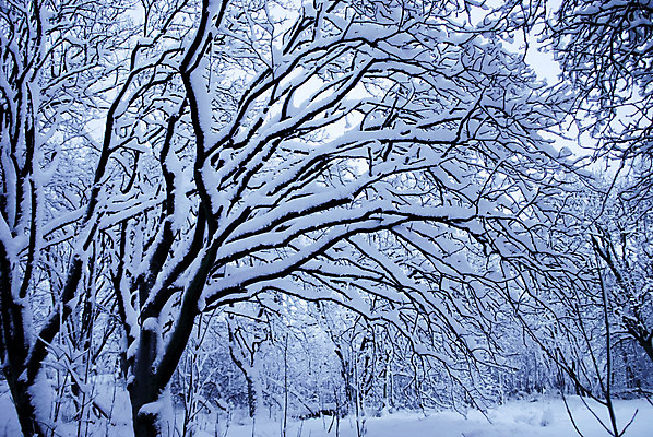 포토 JPG 해외이미지 나무 계절 공원 백그라운드 크리스마스 겨울 자연 하늘 산 풍경 사람없음 야외 목재 파란색 빛 냉동 얼음 검은색 펼침 추위 흰색 나뭇가지 숲 시원함 서리 장면 내추럴 눈내림 해외202004 해외포토 자연요소 식물 공공시설 기념일 컬러 재료 모션 눈_날씨 생태계 파일형식 이미지허브