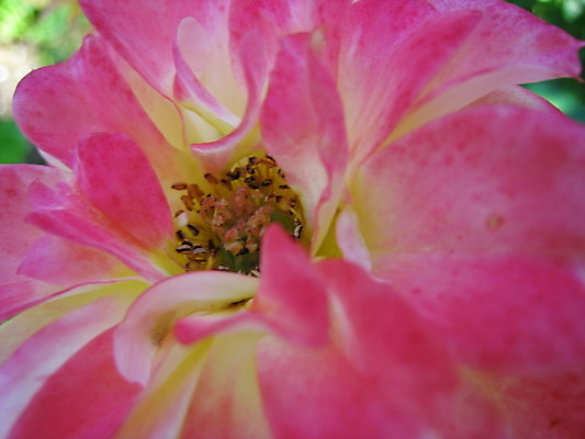 포토 JPG 해외이미지 식물 동물 열매 꽃 분홍색 곤충 과일 자연 사람없음 빨간색 초록색 파란색 노란색 보라색 봄 체리 해외202004 해외포토 계절 컬러 생태계 파일형식 이미지허브