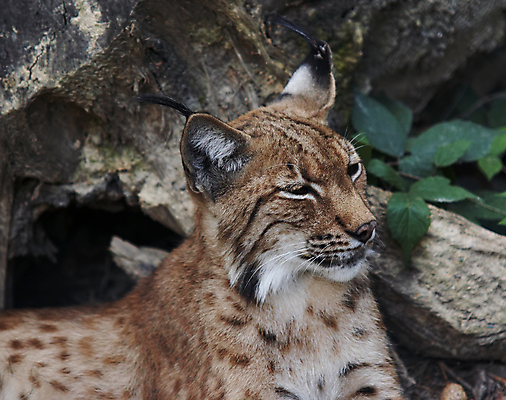 포토 JPG 해외이미지 동물 포유류 사람없음 고양이 힘 육식동물 스라소니 해외202004 해외포토 반려동물 파일형식 이미지허브