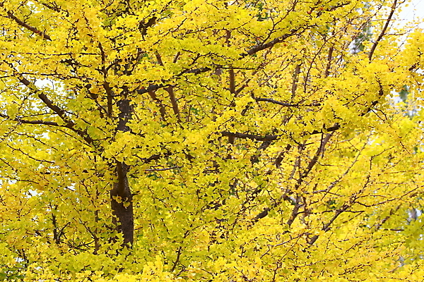 포토 JPG 해외이미지 나무 계절 백그라운드 잎 자연 풍경 사람없음 야외 노란색 평화 침묵 가을 나뭇가지 황금 해외202004 해외포토 식물 컬러 컨셉 소리 생태계 파일형식 이미지허브