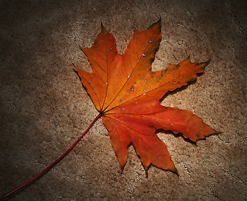 포토 JPG 해외이미지 나무 식물 계절 공원 백그라운드 단풍 잎 오렌지 자연 추상 기술 사람없음 빨간색 갈색 노란색 환경 활발 젖음 가을 화려 황금 숲 9월 11월 수집 질감 장면 10월 해외202004 해외포토 공공시설 컬러 컨셉 무늬 과일 날짜 생태계 파일형식 이미지허브