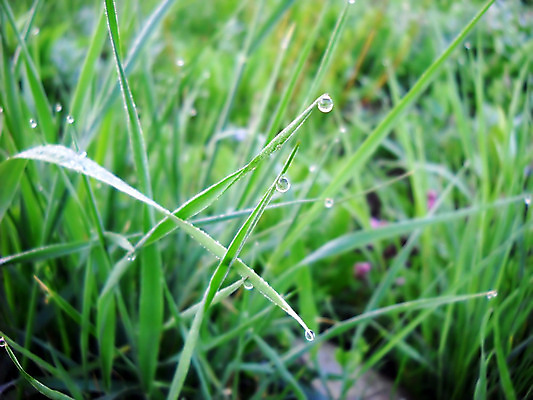 포토 JPG 해외이미지 식물 계절 백그라운드 꽃무늬 밭 자연 아침 추상 사람없음 야외 초록색 물 환경 봄 젖음 성장 물방울 신선 투명 떨어짐 이슬 내추럴 생태학 해외202004 해외포토 주간 자연요소 교육 꽃 컬러 컨셉 무늬 농업 생태계 파일형식 이미지허브
