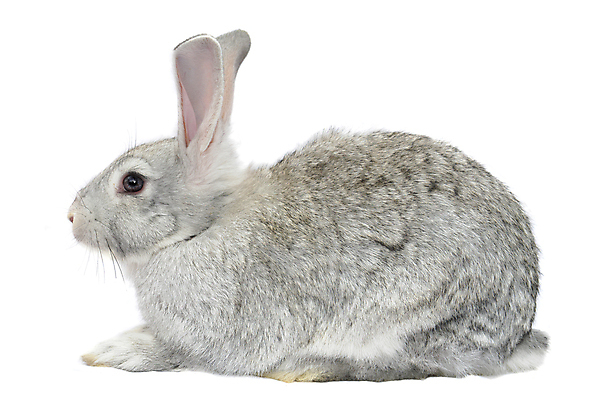 포토 JPG 해외이미지 동물 야생동물 포유류 부활절 생물 사랑 사람없음 반려동물 농장 가축 회색 흰색 토끼 달콤 작음 형제 부드러움 솜털 밭일 해외202004 해외포토 기념일 남자 감정 컬러 농업 가족 감각 맛 크기 파일형식 이미지허브