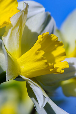포토 JPG 해외이미지 식물 계절 꽃잎 꽃 꽃다발 백그라운드 자연 휴가 사람없음 장식 초록색 빛 컬러풀 노란색 정원 봄 벚꽃 우아함 허브 수선화 내추럴 고립 해외202004 해외포토 컬러 컨셉 생태계 파일형식 이미지허브
