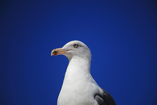 포토 JPG 해외이미지 갈매기 조류 사람없음 야외 머리 해외202004 해외포토 동물 신체부위 파일형식 이미지허브