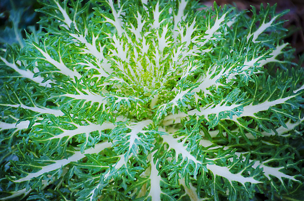 포토 JPG 해외이미지 모양 식물 디자인 계절 꽃 음식 백그라운드 잎 패턴 채소 자연 사람없음 야외 장식 초록색 정원 성장 가을 흰색 개화 질감 양배추 해외202004 해외포토 컬러 무늬 생태계 파일형식 이미지허브