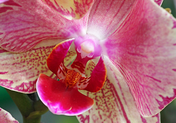 포토 JPG 해외이미지 식물 꽃잎 꽃 분홍색 자연 사람없음 벚꽃 난초 닫기 제비꽃 해외202004 해외포토 컬러 모션 생태계 파일형식 이미지허브