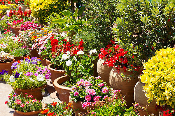 포토 JPG 해외이미지 식물 라이프스타일 외관 꽃 화분 문화 분홍색 백그라운드 꽃무늬 자연 사람없음 야외 장식 가로 빨간색 초록색 여름 세트 상자 컬러풀 정원 벚꽃 흰색 시골 스페인 닫기 냄비 혼합 컨테이너 수집 지중해 묘사 오브젝트 점토 모음 리빙 구성 스페인어 제라늄 토스카나 많음 피튜니아 해외202004 해외포토 계절 유럽 산업 바다 컬러 컨셉 무늬 모션 생활 이탈리아 솥 생태계 파일형식 이미지허브