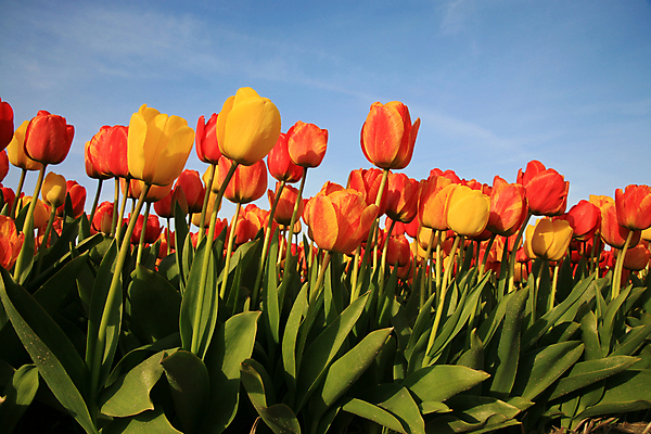 포토 JPG 해외이미지 식물 전통 계절 꽃잎 꽃 패턴 밭 농업 오렌지 비즈니스 자연 하늘 사람없음 초록색 파란색 컬러풀 햇빛 농장 정원 봄 튤립 성장 벚꽃 시골 침대 신선 개화 변화 네덜란드 원예 내추럴 블러 세련 해외202004 해외포토 유럽 산업 컬러 가구 컨셉 무늬 과일 취미 태양 생태계 파일형식 이미지허브