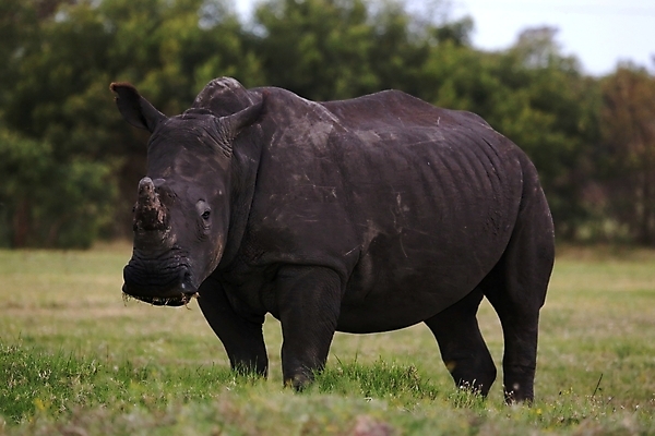 포토 JPG 해외이미지 동물 남자 야생동물 포유류 아프리카 자연 초식동물 뿔 서기 사람없음 야외 초록색 힘 회색 게임 흰색 보호 위험 큼 사파리 싱글 황소 멸종 코뿔소 남아프리카 동물상 해외202004 해외포토 나라 컬러 컨셉 모션 놀이 사람 조형물 소 크기 생태계 파일형식 이미지허브