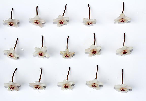 포토 JPG 해외이미지 나무 식물 꽃잎 꽃 꽃다발 백그라운드 잎 꽃무늬 자연 부활절 사람없음 초록색 정원 봄 벚꽃 흰색 나뭇가지 개화 사과 5월 고립 꽃수술 해외202004 해외포토 계절 기념일 컬러 무늬 과일 날짜 생태계 파일형식 이미지허브