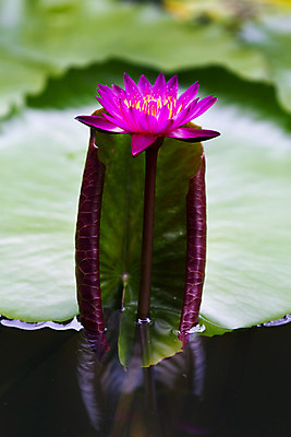포토 JPG 해외이미지 식물 꽃잎 꽃 아시아 문화 선 분홍색 꽃무늬 패턴 불교 자연 사람없음 장식 물 컬러풀 평화 정원 일본 보라색 벚꽃 흰색 신선 개화 우아함 닫기 떨어짐 묘사 명상 싱글 원예 내추럴 고립 이국적 해외202004 해외포토 자연요소 나라 종교 컬러 컨셉 무늬 모션 취미 생태계 파일형식 이미지허브