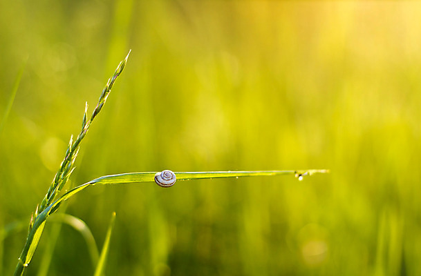 포토 JPG 해외이미지 식물 계절 잎 패턴 밭 자연 추상 부활절 풍경 사람없음 야외 초록색 빛 햇빛 환경 일몰 봄 활발 시골 달팽이 보케 장면 천국 해외202004 해외포토 기념일 컬러 컨셉 무늬 농업 연체동물 태양 노을 생태계 파일형식 이미지허브