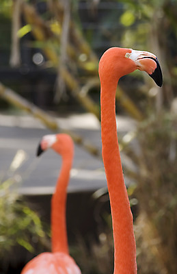 포토 JPG 해외이미지 동물 분홍색 날개 자연 조류 동물원 사람없음 플라밍고 깃털 서식지 해외202004 해외포토 컬러 생태계 파일형식 이미지허브