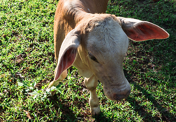 포토 JPG 해외이미지 동물 여자 남자 음식 백그라운드 밭 농업 포유류 자연 풍경 사람없음 야외 초록색 여름 농장 갈색 정원 검은색 가축 봄 목장 소고기 우유 흰색 시골 아기 소 농부 작음 땅 먹기 황소 송아지 해외202004 해외포토 직업 계절 산업 새끼 컬러 모션 유제품 육류 사람 크기 생태계 파일형식 이미지허브