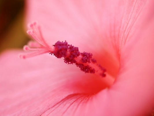 포토 JPG 해외이미지 식물 꽃잎 꽃 분홍색 꽃무늬 오렌지 자연 국화 사람없음 빨간색 여름 세트 컬러풀 장미 노란색 보라색 봄 활발 벚꽃 흰색 신선 개화 그룹 난초 변화 선택 백합 자르기 수집 달리아 제비꽃 묘사 코스모스 데이지 붓꽃 고립 섞기 아욱 많음 피튜니아 해외202004 해외포토 계절 컬러 컨셉 무늬 과일 모션 생태계 파일형식 이미지허브