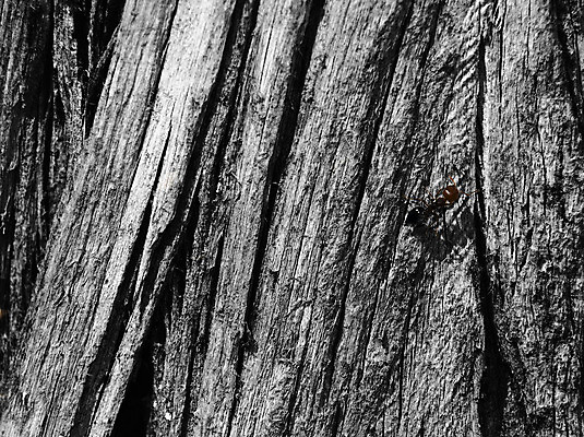 포토 JPG 해외이미지 야생동물 곤충 자연 사람없음 칵테일 벌레 개미 해외202004 해외포토 동물 주류 생태계 파일형식 이미지허브