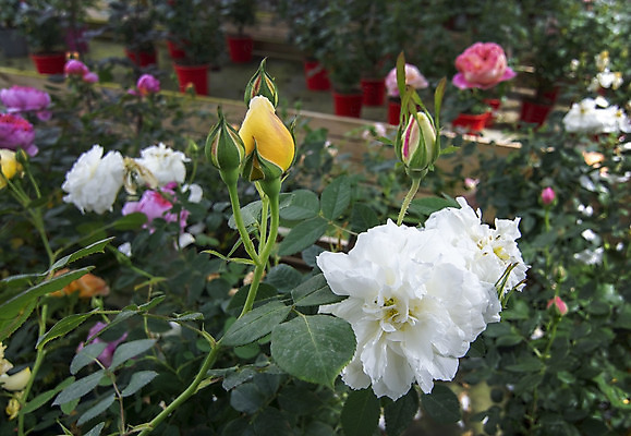 포토 JPG 해외이미지 식물 계절 꽃잎 꽃 잎 꽃무늬 자연 사랑 사람없음 야외 초록색 컬러풀 장미 노란색 새싹 정원 봄 벚꽃 신선 개화 우아함 닫기 원예 향기 내추럴 많음 세련 해외202004 해외포토 감정 컬러 컨셉 무늬 모션 취미 생태계 냄새 파일형식 이미지허브