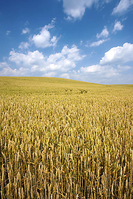 포토 JPG 해외이미지 식물 구름 백그라운드 밭 농업 자연 하늘 날씨 풍경 사람없음 야외 여름 파란색 햇빛 농장 노란색 환경 수확 성장 농촌 땅 밀 보리 호밀 수평선 세련 해외202004 해외포토 자연요소 계절 산업 컬러 곡류 태양 시골 생태계 파일형식 이미지허브