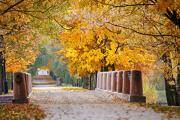 포토 JPG 해외이미지 나무 식물 계절 공원 도로 백그라운드 단풍 잎 오렌지 자연 하늘 풍경 사람없음 야외 빨간색 초록색 컬러풀 햇빛 갈색 노란색 환경 맑음 활발 가을 시골 신선 황금 숲 오솔길 버드나무 10월 내추럴 벨로루시 해외202004 해외포토 공공시설 길 컬러 컨셉 과일 교통시설 날씨 태양 날짜 생태계 파일형식 이미지허브