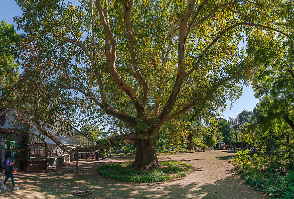 포토 JPG 해외이미지 나무 식물 디자인 공원 꽃 유럽 길 여행 백그라운드 잎 자연 파노라마 사람 풍경 사람없음 야외 초록색 평화 정원 화목 침묵 산책 가을 시골 모서리 오솔길 대학교 원예 시력 내추럴 우크라이나 해외202004 해외포토 계절 공공시설 나라 컬러 컨셉 학교 휴식 촬영기법 취미 소리 생태계 파일형식 이미지허브