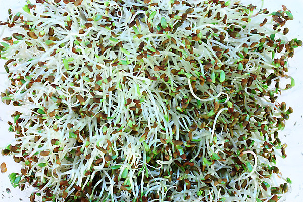 포토 JPG 해외이미지 식물 음식 다이어트 재료 자연 건강 씨앗 사람없음 초록색 새싹 봄 샐러드 신선 맛 먹기 유기농 내추럴 채식주의자 해외202004 해외포토 웰빙 계절 컬러 컨셉 모션 생태계 채식 파일형식 이미지허브