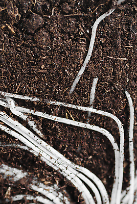 포토 JPG 해외이미지 식물 지구 백그라운드 컨셉 십자가 패턴 농업 부분 자연 추상 건조 사람없음 초록색 갈색 환경 흙 성장 흰색 묘사 유기농 원예 질감 뿌리 먼지 진흙 내추럴 생태학 히아신스 해외202004 해외포토 웰빙 교육 꽃 산업 컬러 무늬 취미 생태계 파일형식 이미지허브