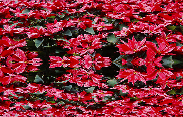 포토 JPG 해외이미지 꽃 꽃무늬 사람없음 빨간색 햇빛 노란색 봄 튤립 벚꽃 향기 해외202004 해외포토 식물 계절 컬러 무늬 태양 냄새 파일형식 이미지허브