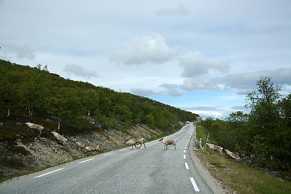 포토 JPG 해외이미지 동물 유럽 포유류 자연 노르웨이 풍경 사람없음 거친 숲 순록 스칸디나비아 스텝 해외202004 해외포토 나라 생태계 파일형식 이미지허브