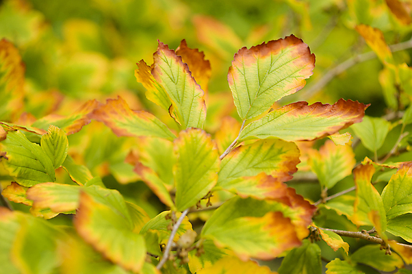 포토 JPG 해외이미지 나무 식물 계절 백그라운드 잎 오렌지 자연 사람없음 빨간색 초록색 갈색 노란색 정원 가을 묘사 해외202004 해외포토 컬러 과일 생태계 파일형식 이미지허브