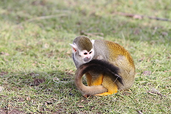 포토 JPG 해외이미지 야생동물 포유류 털 사람없음 원숭이 작음 다람쥐 해외202004 해외포토 동물 설치류 크기 파일형식 이미지허브