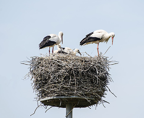 포토 JPG 해외이미지 동물 커플 가족 관계 조류 하늘 결혼식 사랑 사람없음 파란색 검은색 봄 자녀 시골 쌍 의식 둥지 부리 딸랑이 짝짓기 황새 해외202004 해외포토 계절 감정 컬러 결혼 아기용품 파일형식 이미지허브