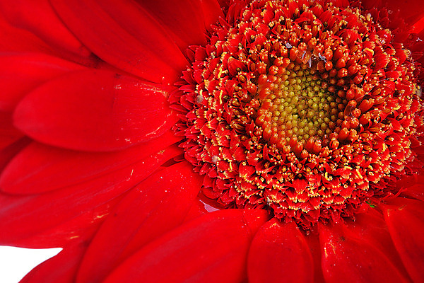 포토 JPG 해외이미지 스튜디오촬영 식물 꽃잎 꽃 줄기 자연 사람없음 빨간색 물 컬러풀 젖음 흰색 신선 떨어짐 이슬 빗방울 흰배경 데이지 고립 해외202004 해외포토 자연요소 컬러 백그라운드 컨셉 실내 비_날씨 생태계 파일형식 이미지허브