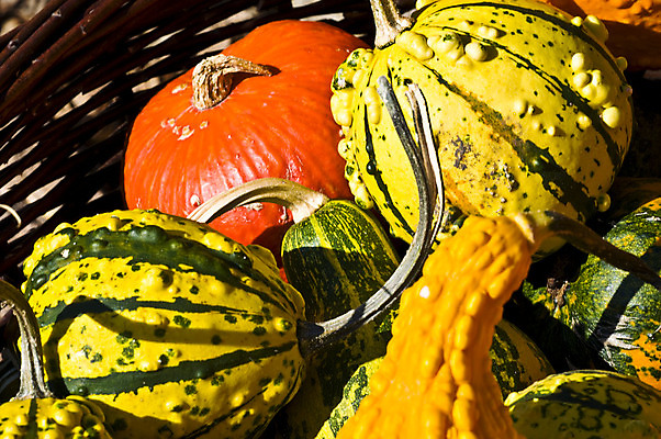 포토 JPG 해외이미지 나무 계절 음식 벽 줄기 밭 채소 오렌지 재료 자연 호박 사람없음 야외 장식 빨간색 농장 갈색 노란색 바구니 우주 환경 침묵 미니어처 할로윈 수확 가을 등불 시장 무서움 심볼 추수감사절 스쿼시 가면무도회 많음 해외202004 해외포토 식물 감정 기독교 스포츠 컬러 컨셉 농업 과일 조명 구기 모형 소리 생태계 무도회 파일형식 이미지허브