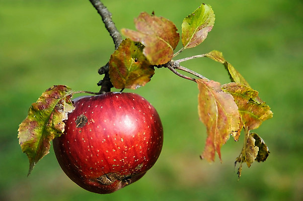 포토 JPG 해외이미지 음식 잎 과일 자연 매달리기 건강 사람없음 빨간색 초록색 농장 정원 수확 가을 나뭇가지 신선 맛 사과 먹기 내추럴 해외202004 해외포토 나무 식물 계절 컬러 컨셉 농업 모션 생태계 파일형식 이미지허브