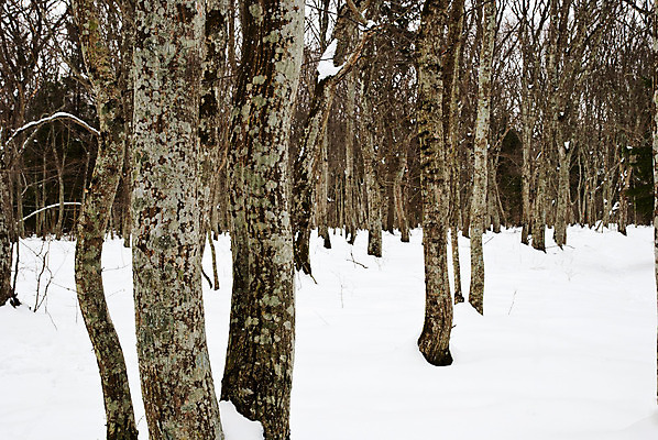 포토 JPG 해외이미지 나무 유럽 낙엽 겨울 자연 스웨덴 사람없음 환경 재활용 행운 숲 질감 자원 삼림지대 해외202004 해외포토 식물 계절 나라 컨셉 잎 북유럽 친환경 생태계 파일형식 이미지허브