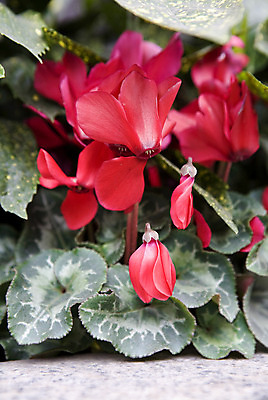 포토 JPG 해외이미지 식물 계절 꽃잎 꽃 화초 줄기 분홍색 백그라운드 잎 꽃무늬 자연 주택 발렌타인데이 사람없음 장식 초록색 정원 보라색 봄 벚꽃 흰색 신용카드 개화 작음 꽃집 제비꽃 묘사 냄새 S 해외202004 해외포토 알파벳 컬러 무늬 데이이벤트 건물 금융 상점 크기 생태계 파일형식 이미지허브