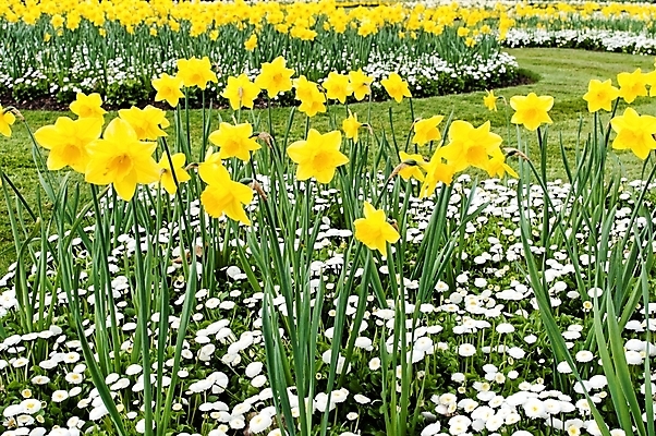 포토 JPG 해외이미지 식물 계절 꽃 백그라운드 밭 자연 하늘 풍경 사람없음 야외 초록색 파란색 빛 햇빛 태양 노란색 정원 맑음 봄 벚꽃 시골 땅 데이지 수선화 해외202004 해외포토 자연요소 컬러 농업 날씨 생태계 파일형식 이미지허브