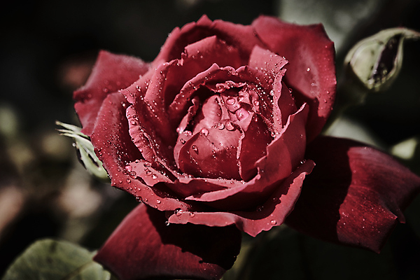 포토 JPG 해외이미지 식물 기념일 꽃잎 꽃 꽃다발 결혼 백그라운드 잎 꽃무늬 패턴 자연 추상 휴가 발렌타인데이 선물 사랑 사람없음 장식 빨간색 물 여름 장미 정원 봄 젖음 촉촉함 벚꽃 물방울 축하 신선 닫기 떨어짐 이슬 수분 싱글 질감 부드러움 해외202004 해외포토 자연요소 계절 감정 컬러 컨셉 무늬 모션 데이이벤트 이벤트 감각 생태계 파일형식 이미지허브