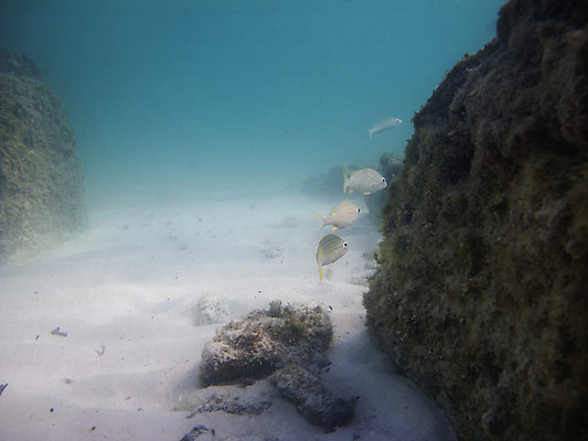 포토 JPG 해외이미지 바다 멕시코 어류 풍경 사람없음 물 환경 수중 수영 산호 잠수부 다이빙 소금 암초 수족관 대서양 스펀지 깊이 이국적 해외202004 해외포토 자연요소 북아메리카 수중동물 수상스포츠 자포동물 전문직 수중스포츠 파일형식 이미지허브