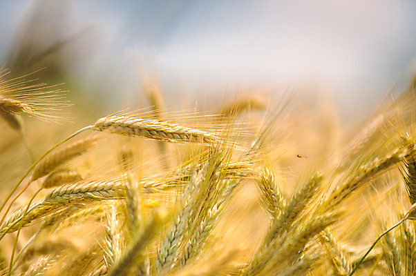 포토 JPG 해외이미지 식물 계절 음식 빵 백그라운드 농업 자연 건조 씨앗 풍경 사람없음 야외 여름 빛 농작물 햇빛 농장 노란색 봄 활발 수확 성장 시골 그룹 황금 닫기 낟알 땅 시리얼 밀 묘사 밀짚 내추럴 해외202004 해외포토 산업 컬러 컨셉 모션 곡류 태양 짚 생태계 파일형식 이미지허브