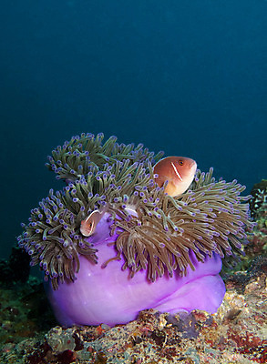 포토 JPG 해외이미지 야생동물 바다 분홍색 여행 학교 모션 자연 휴가 어류 풍경 사람없음 야외 파란색 바닷속 수중 수영 물방울 아래 다이빙 생물학 지느러미 숨김 내추럴 깊이 동물상 생태학 아네모네 침몰 많음 해외202004 해외포토 동물 교육 꽃 컬러 컨셉 조형물 수중동물 수상스포츠 방향 생태계 위치 수중스포츠 파일형식 이미지허브