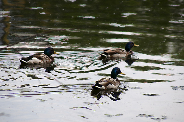 포토 JPG 해외이미지 나무 동물 호수 날개 발 조류 오리 사람없음 강 저수지 깃털 부리 해외202004 해외포토 식물 신체부위 파일형식 이미지허브