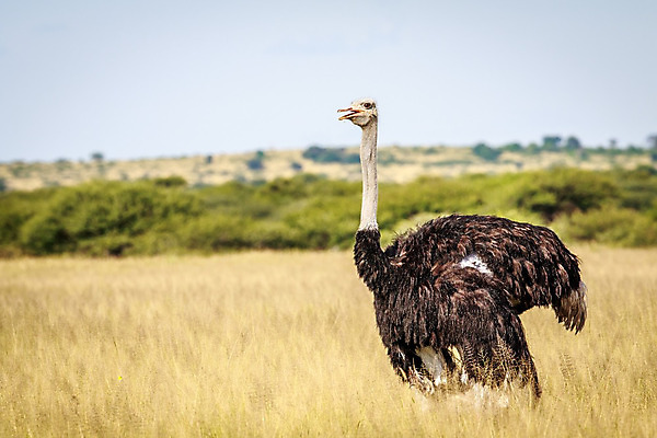 포토 JPG 해외이미지 동물 공원 야생동물 여행 아프리카 자연 조류 사람없음 야외 머리 환경 황무지 보호 숲 사파리 깃털 생태계 타조 내추럴 동물상 해외202004 해외포토 공공시설 나라 컨셉 신체부위 조형물 파일형식 이미지허브