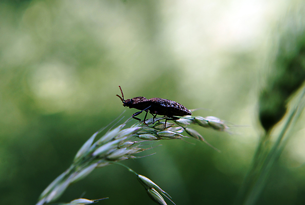 포토 JPG 해외이미지 동물 야생동물 곤충 자연 잔디 사람없음 황무지 낟알 시리얼 밀짚 귀리 해외202004 해외포토 식물 음식 곡류 짚 생태계 파일형식 이미지허브
